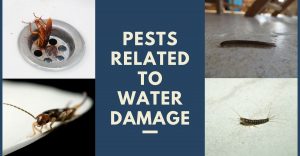 Pests Related To Water Damage